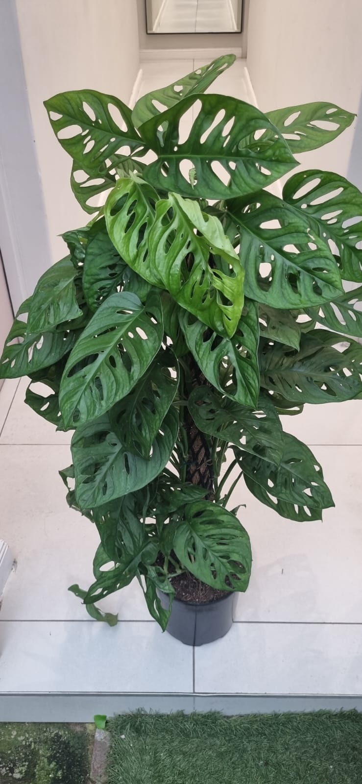 Monstera Adanosii Moss Pole