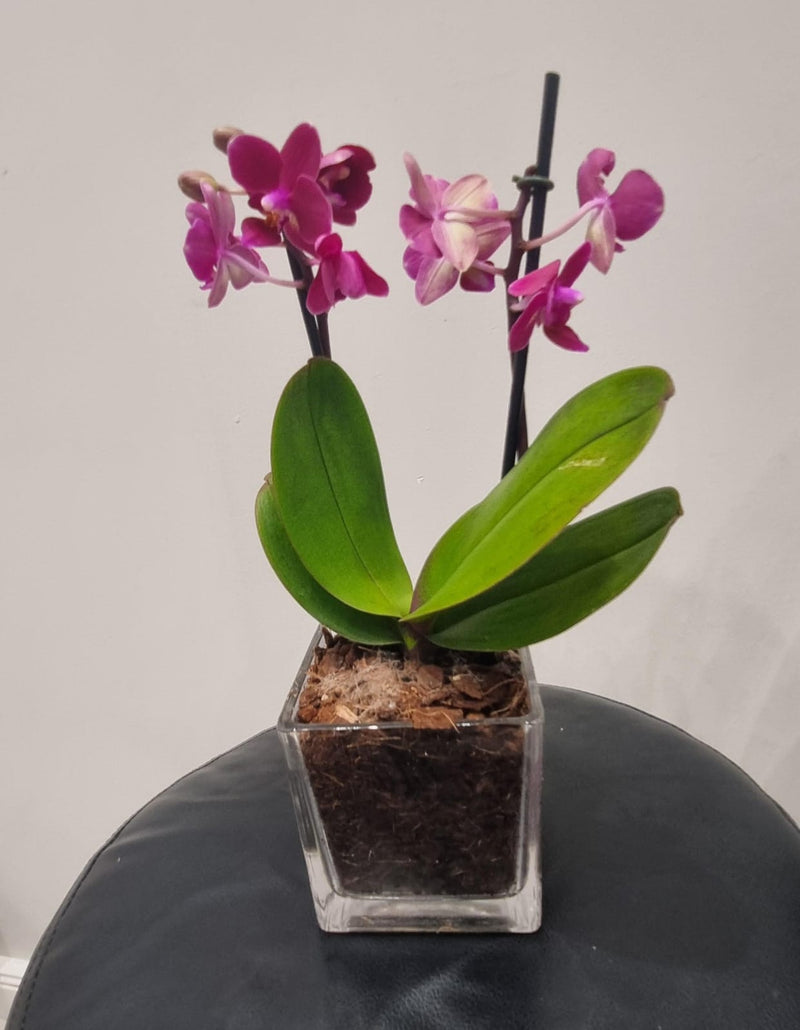 Phalaenopsis 2 stem Small Glass Pot