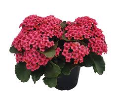 Kalanchoe Else 14cm