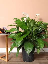 Large Spathiphyllum