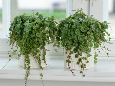 Peperomia Prostrata String of Turtles