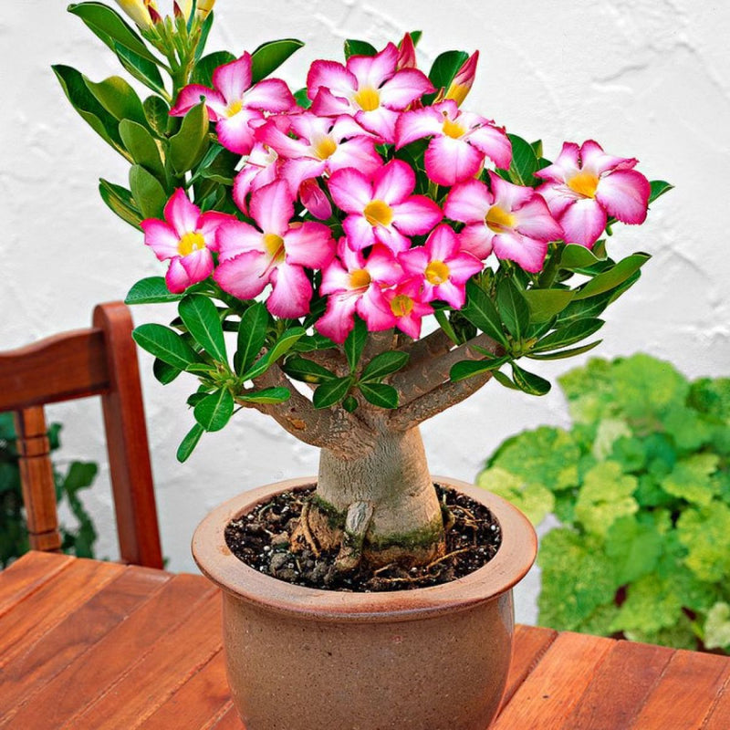 Adenium Obesum