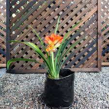 Clivia Hybrid