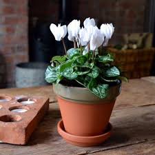 Cyclamen with pot & saucer