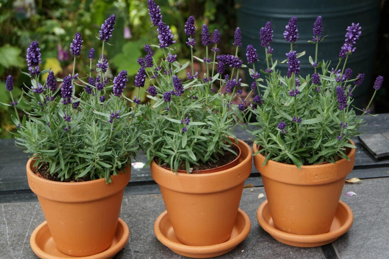 Lavender in Pot & Saucer