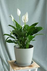 Spathiphyllum in pot & saucer