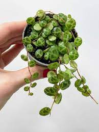 Peperomia Prostrata String of Turtles